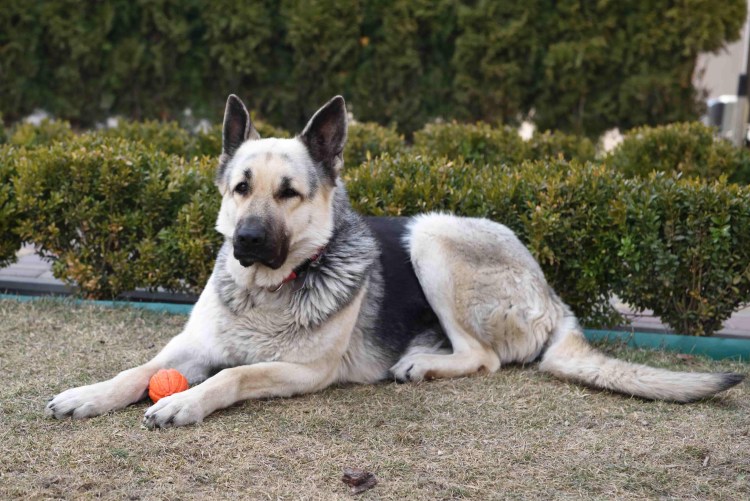 Восточно-европейская овчарка