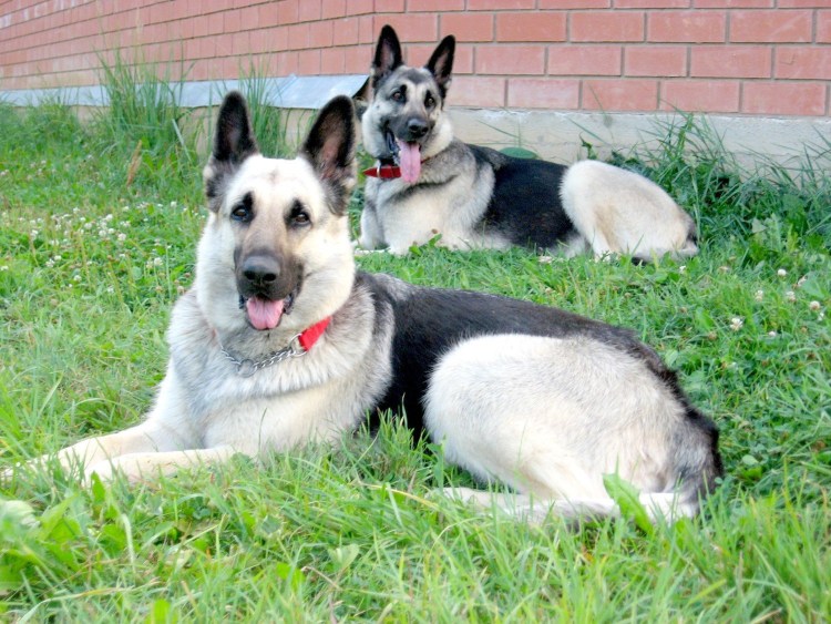 Куминскаяская овчарка