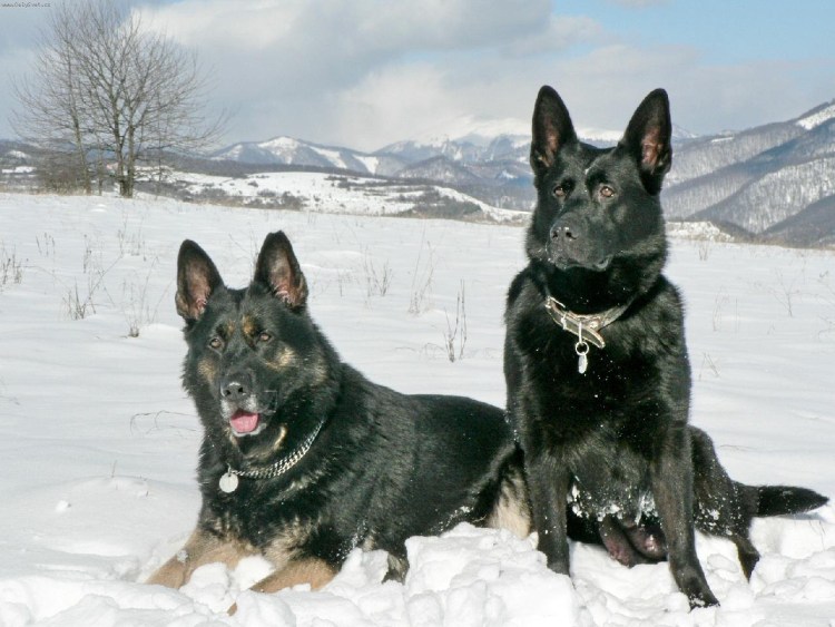 Сиб. Хаски. Окрас агути стандарт породы