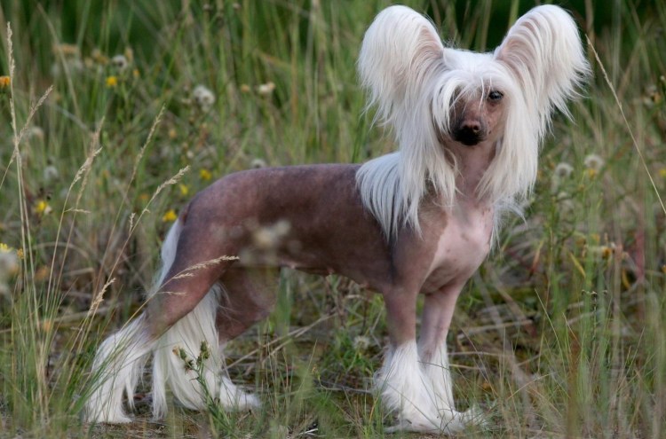 Собачка Мальтийская болонка