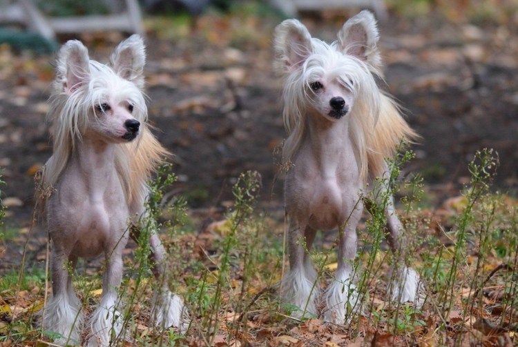 Китайская хохлатая лысая