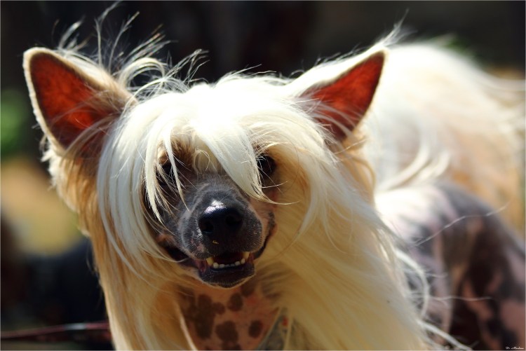 Французская овчарка Бриар