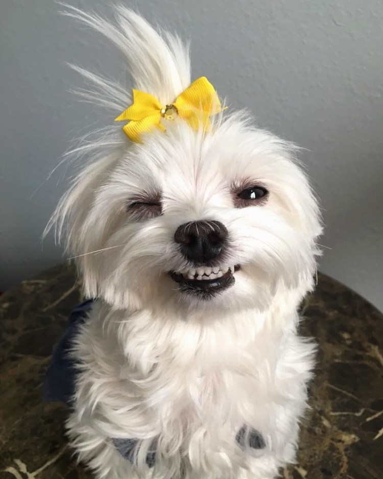 Русский черный терьер обросший