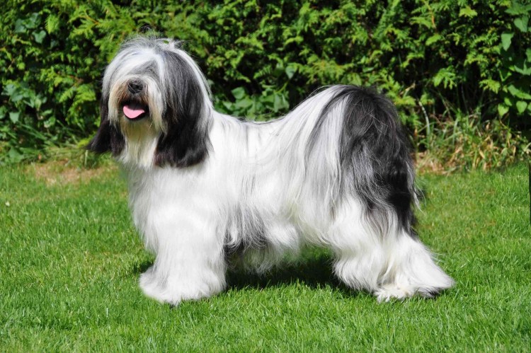 Бриар французская пастушья овчарка