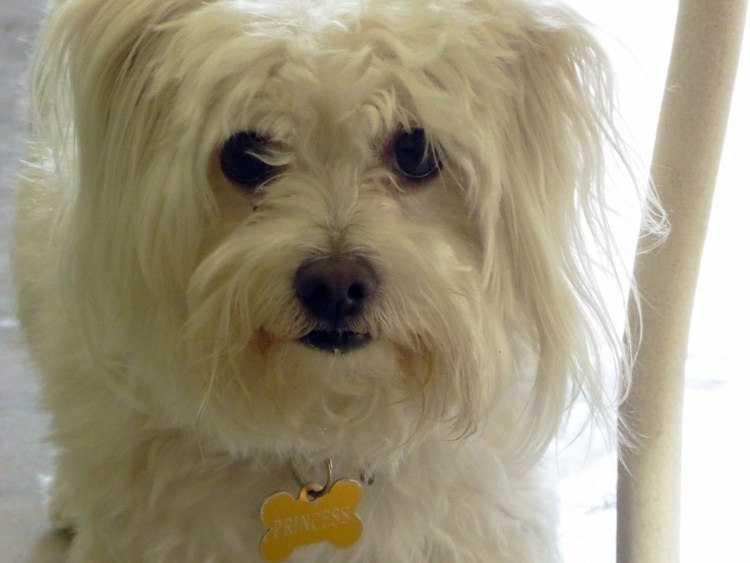 Китайская хохлатая лысая