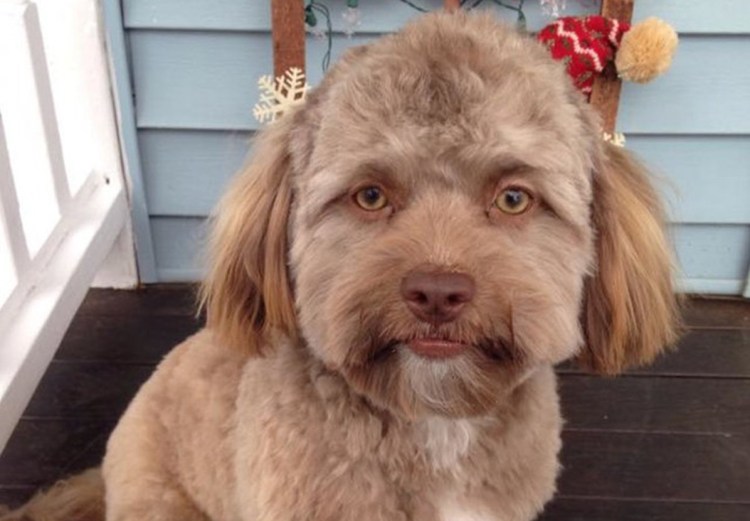 Французская овчарка Бриар черная