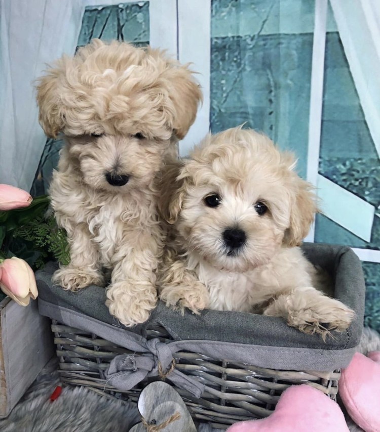 Мальтипу черный щенок