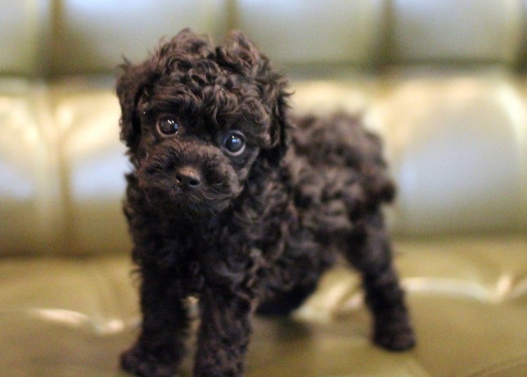 Мальтипу черный щенок