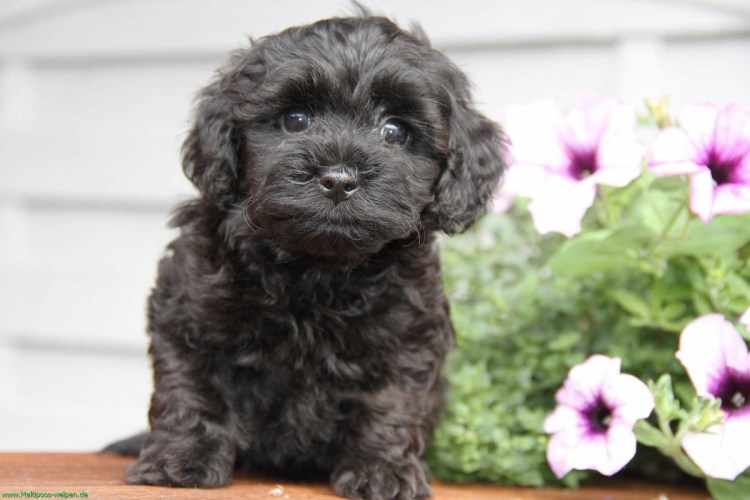 Мальтипу черный f1