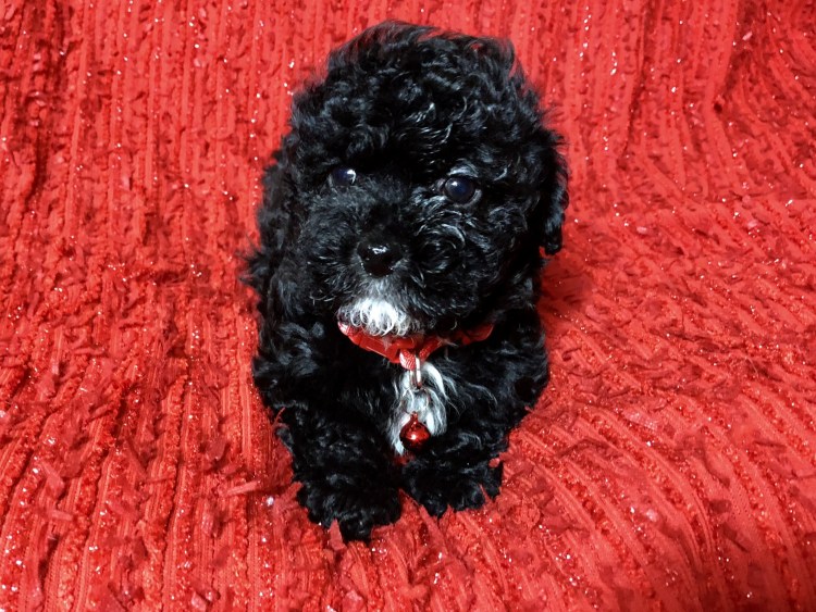 Мальтипу черный щенок