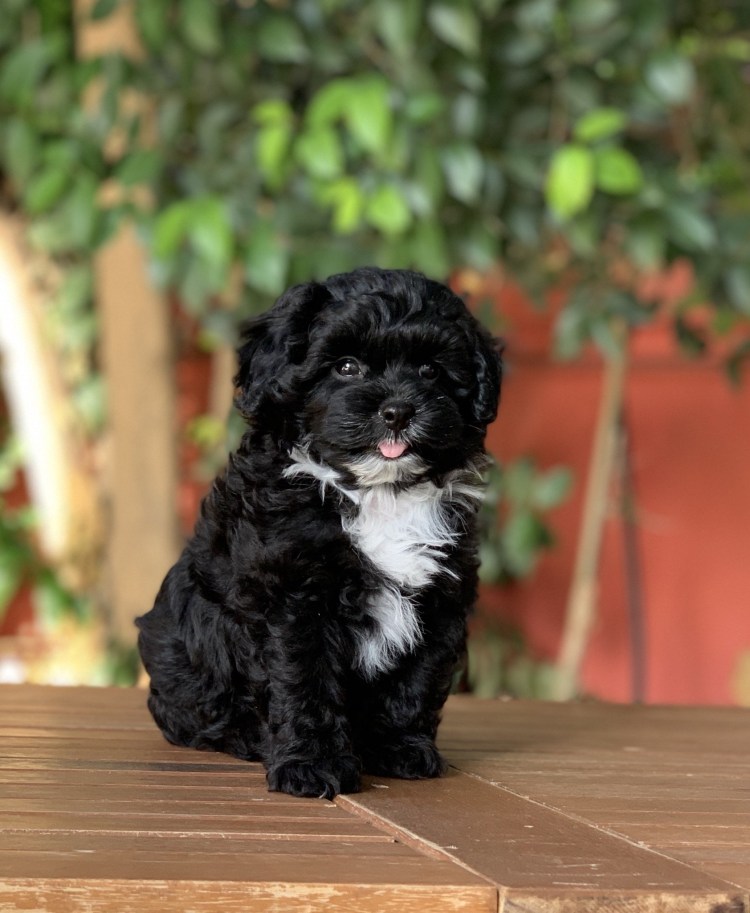 Пудель мальтипу чёрный