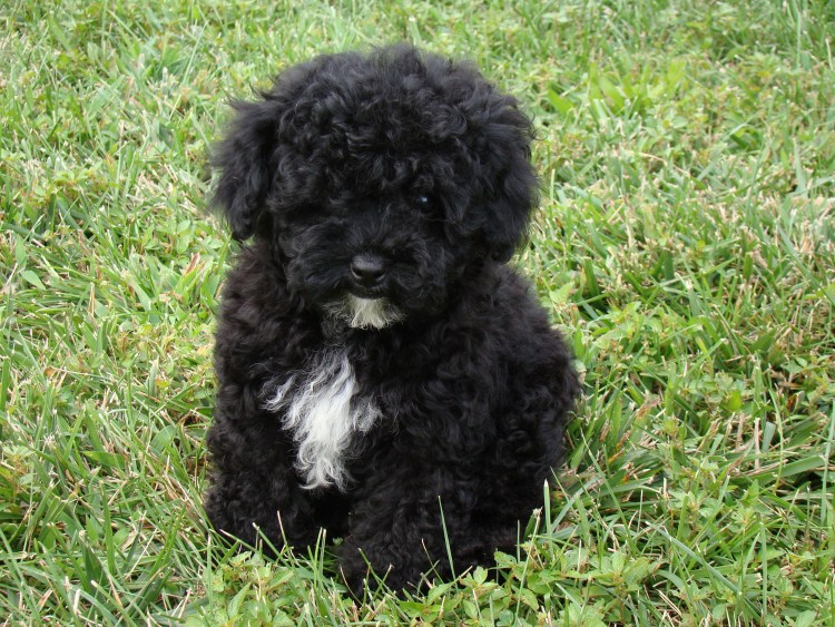 Мальтипу и Йоркипу