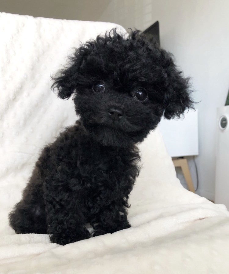 Мальтипу черный щенок