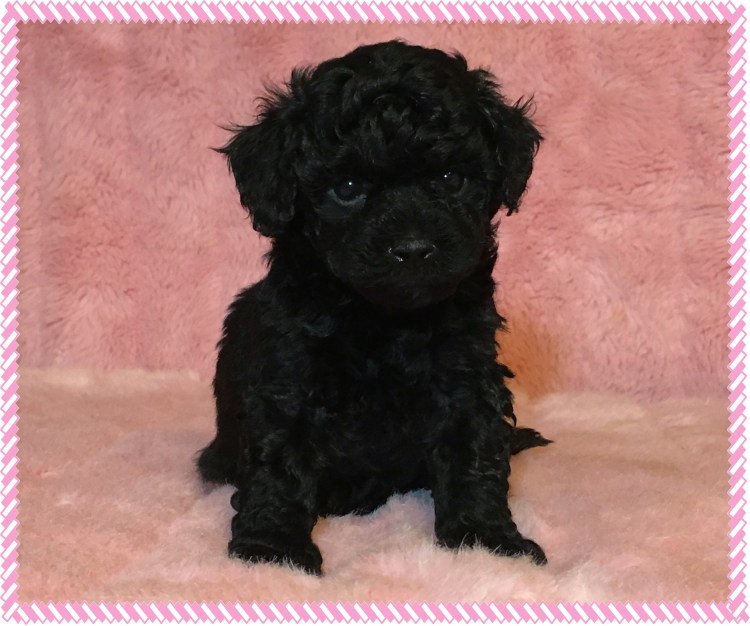 Блю-терьер мальтипу