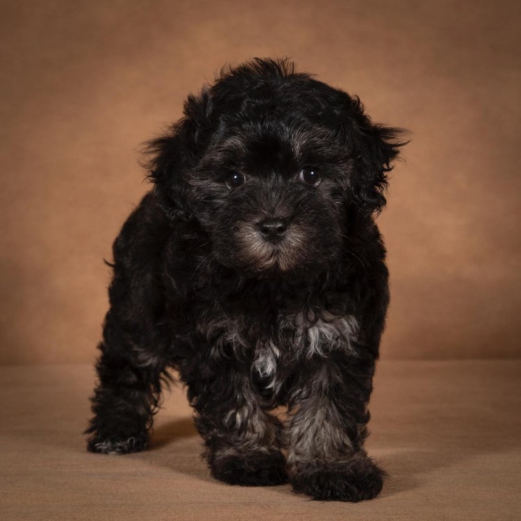 Мальтипу черный щенок