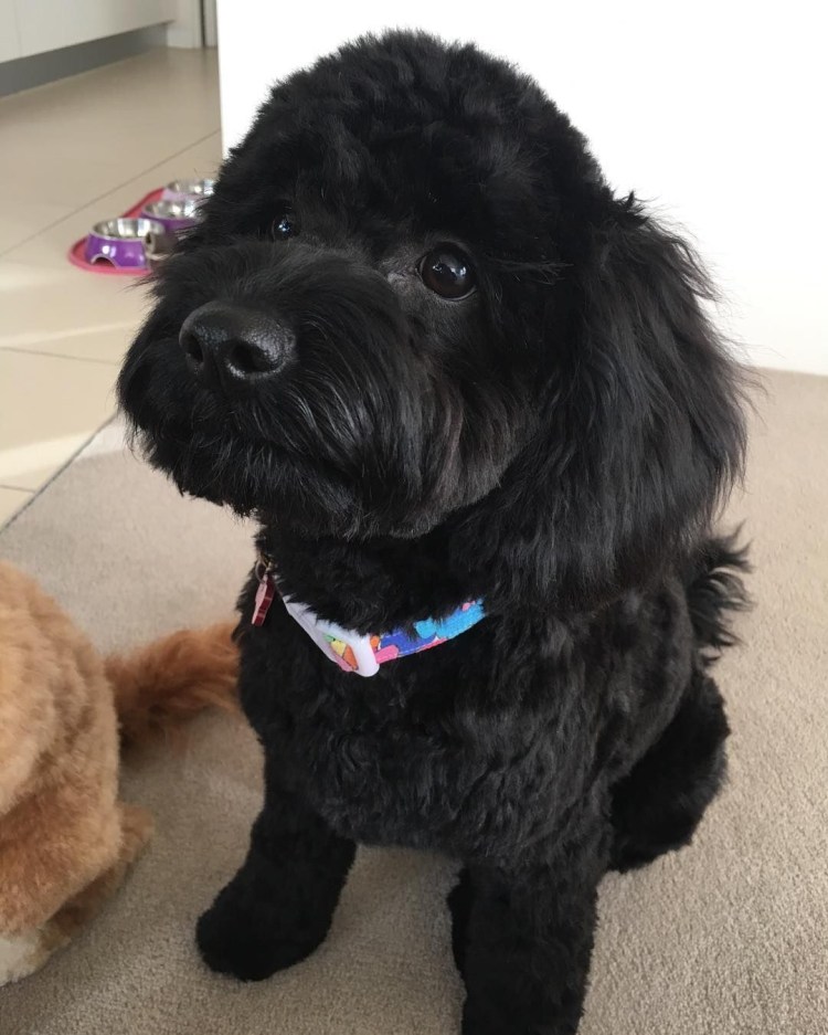 Мальтипу черно подпалый