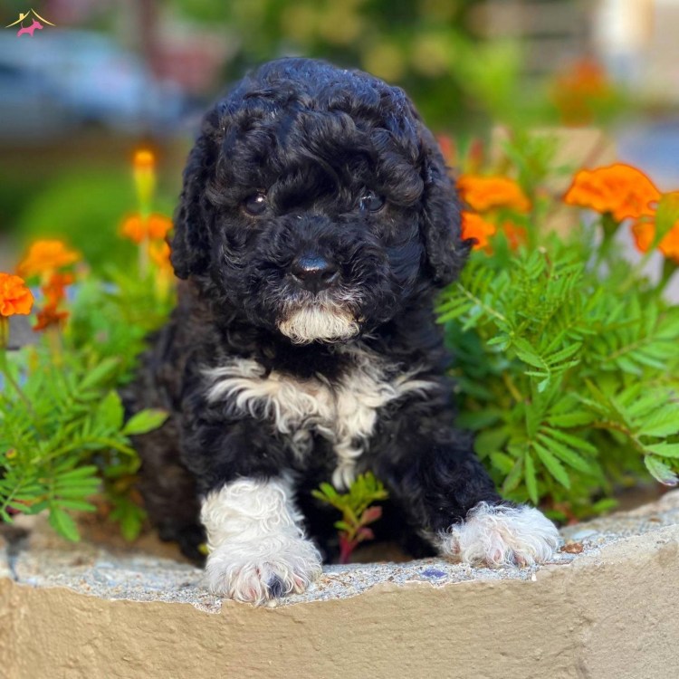 Пудель мальтипу чёрный