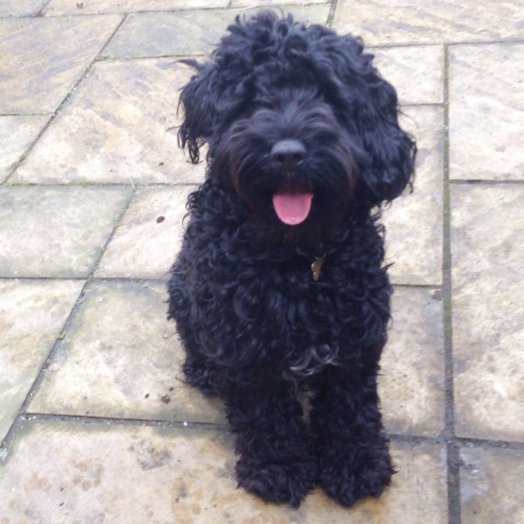 Мальтипу стандарт 6 месяцев