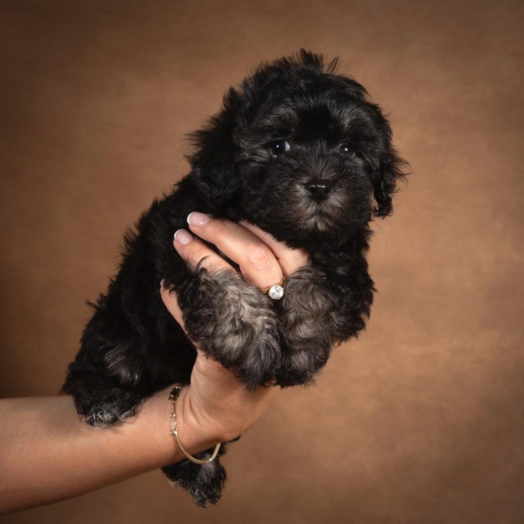 Мальтипу черный f1