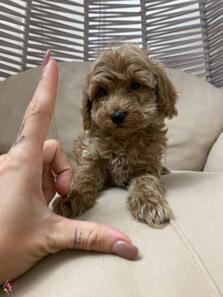 Мини пудель мальтипу