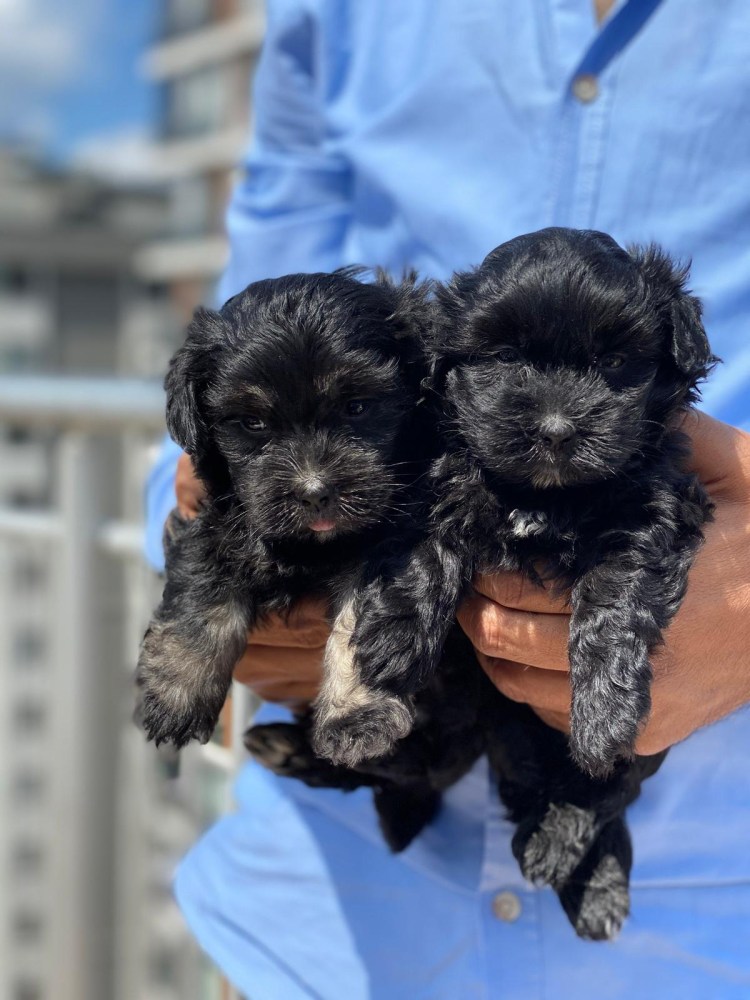 Мальтипу черно подпалый