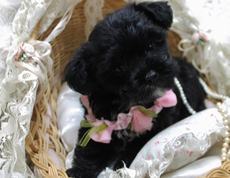 Мальтезе и мальтипу