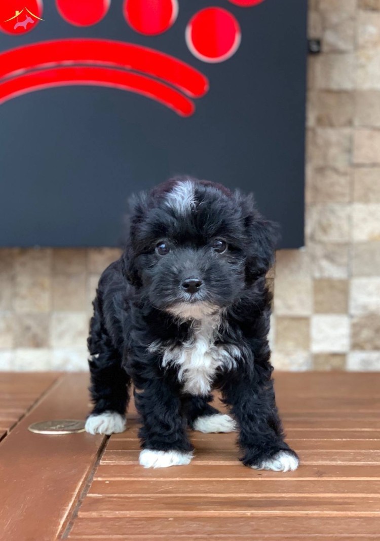 Мальтипу черный щенок