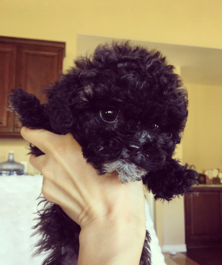 Мальтипу черный взрослый