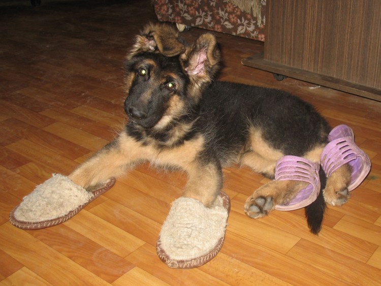 Тапки Бигль