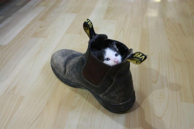 Собака в тапочке Мем