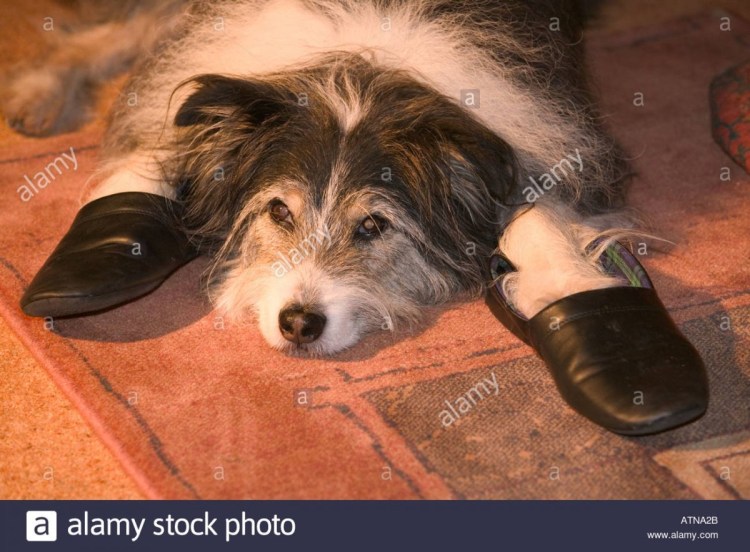 Собака с носком