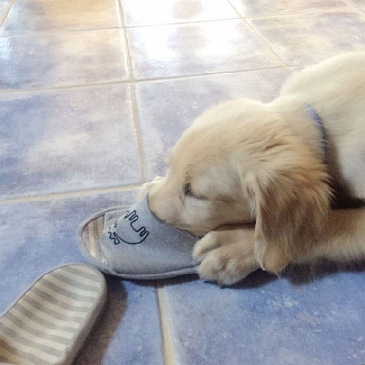 Спящий щенок