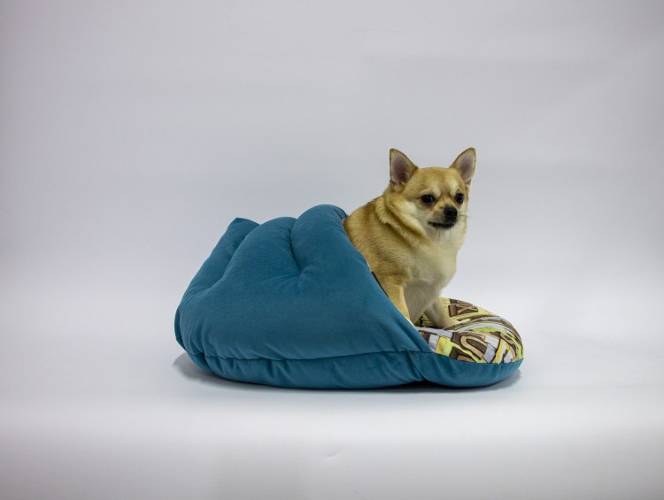 Собака в тапочках