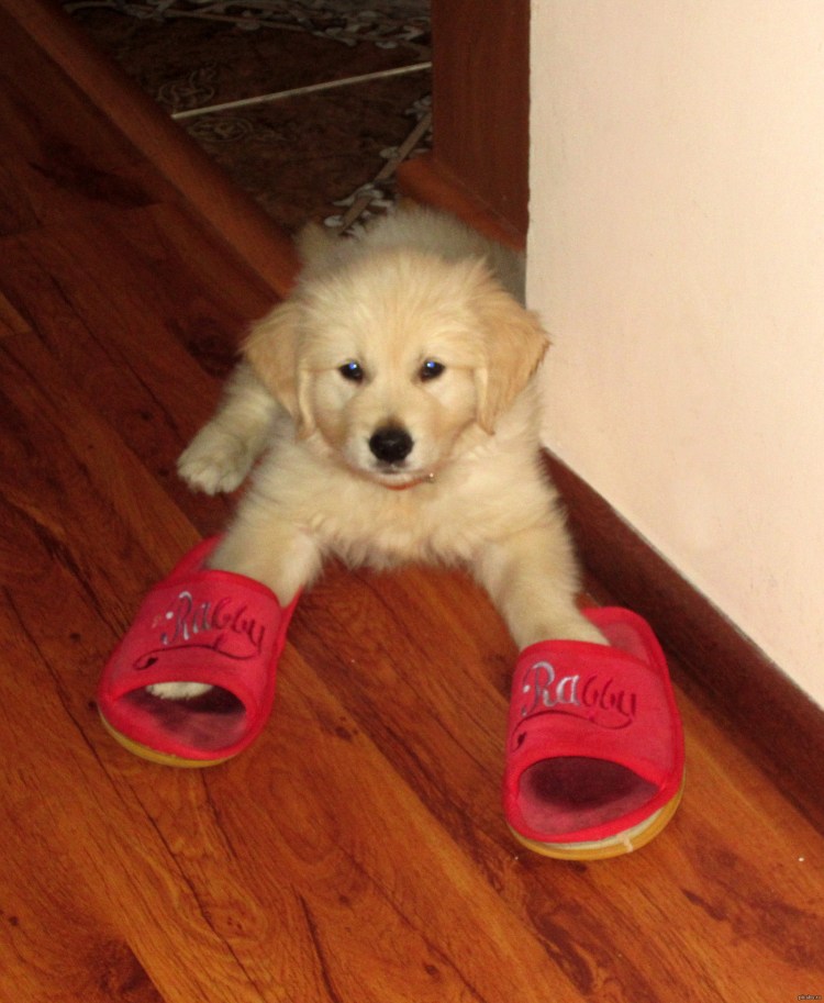 Тапочки для дебилов