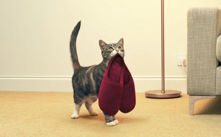 Кеды для собак