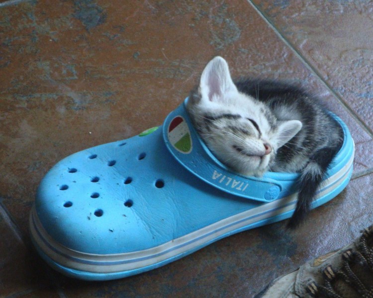 Чихуахуа Рассел рыжий