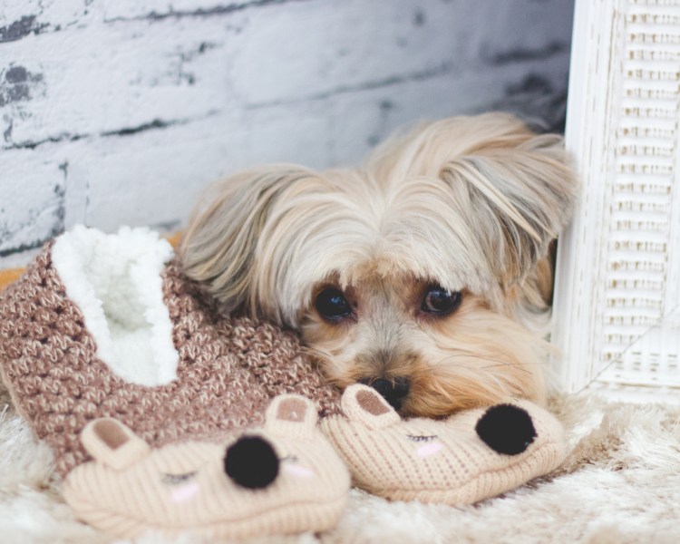 Ботинки для таксы