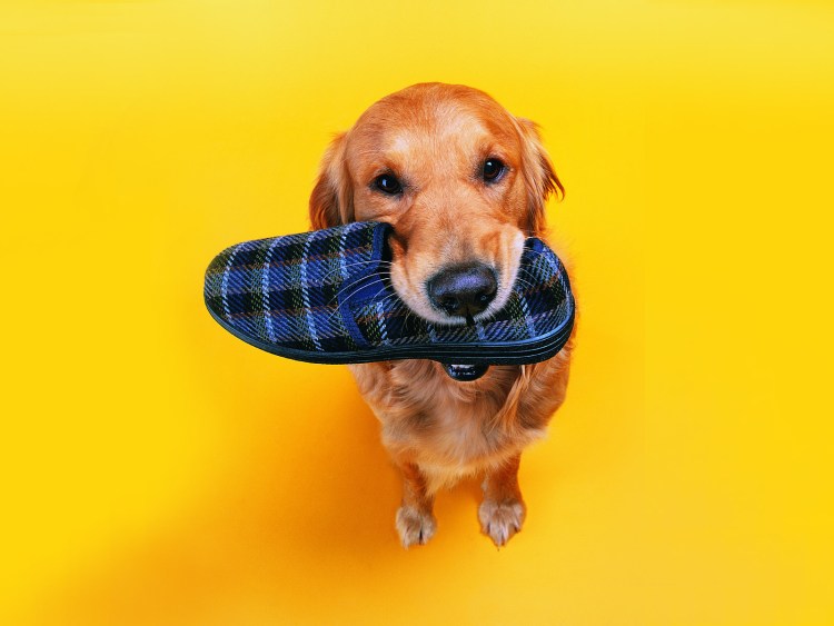 Собака приносит тапочки