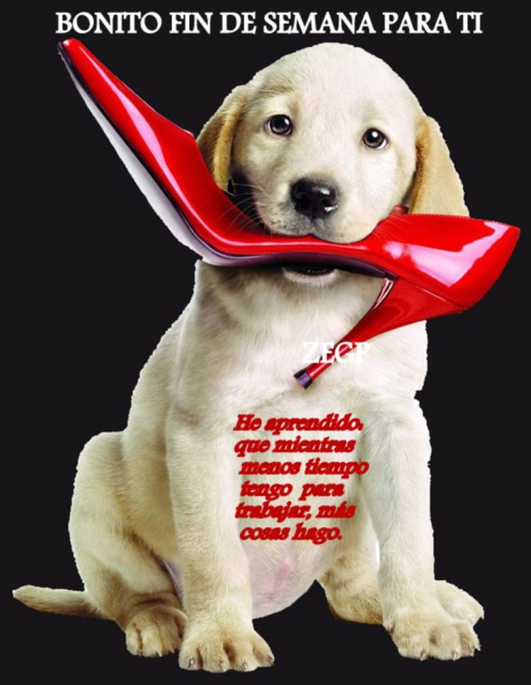 Щенок и тапочки