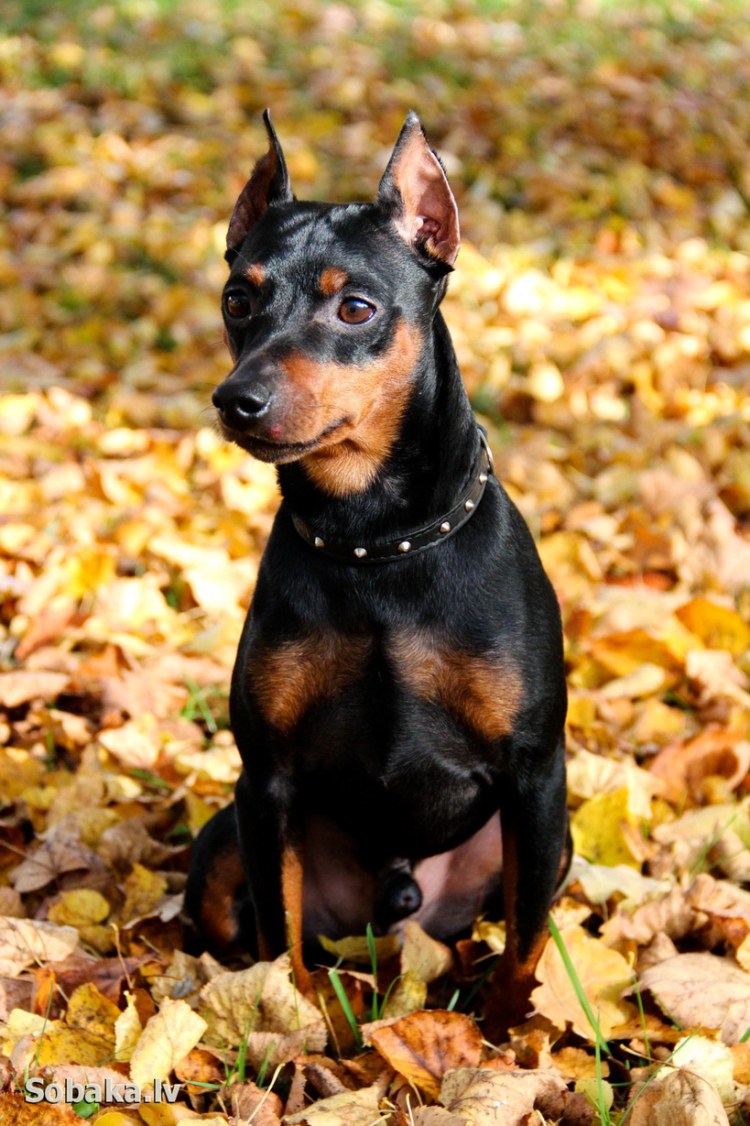 Гладкошерстный пинчер