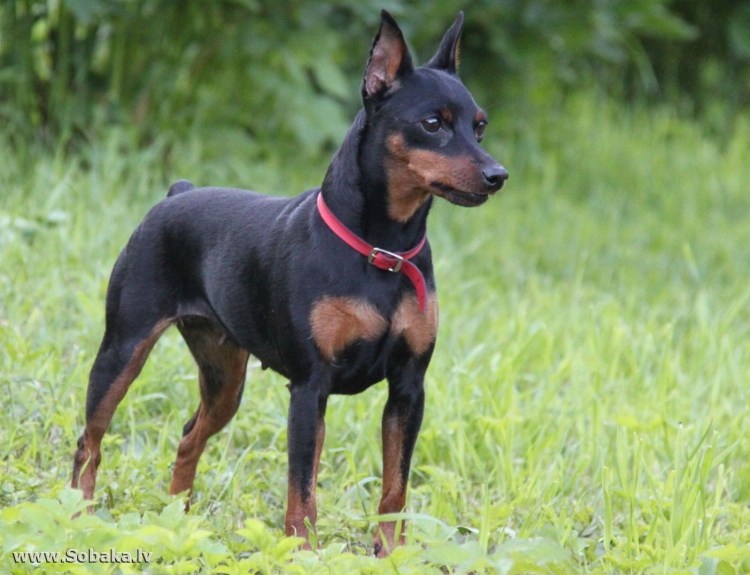 Пинчер терьер карликовый