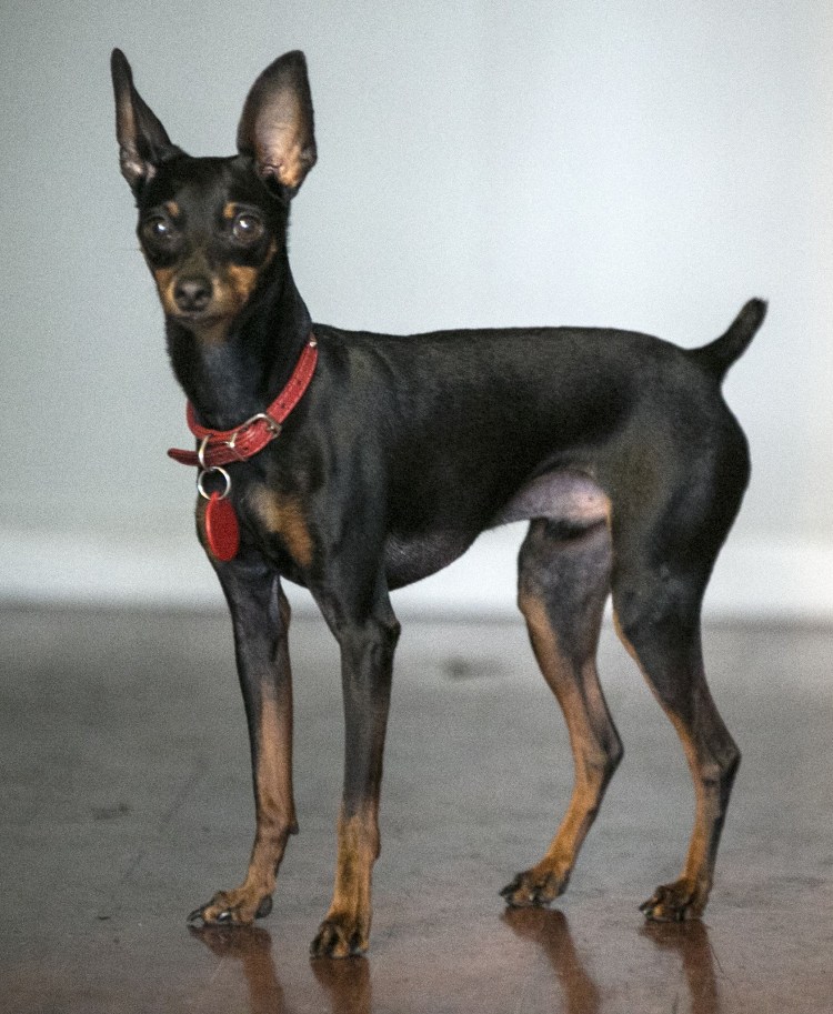 Доберман-пинчер карликовый