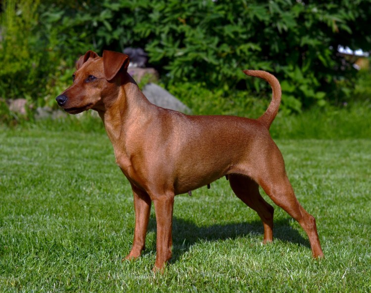 Карликовый пинчер