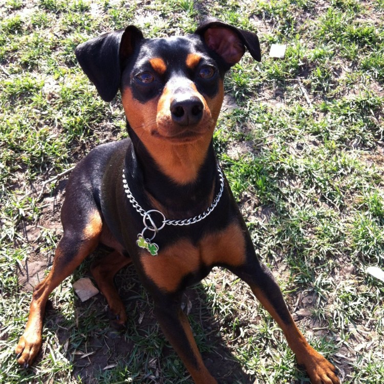 Пинчер коричневый