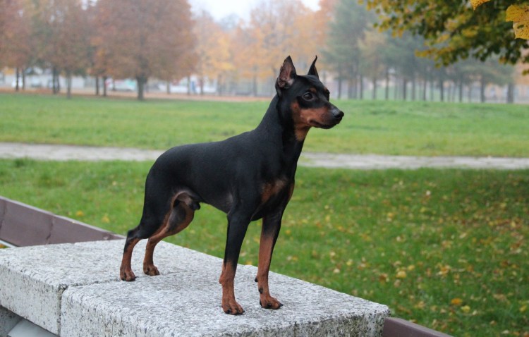 Мини Доберман авито СПБ