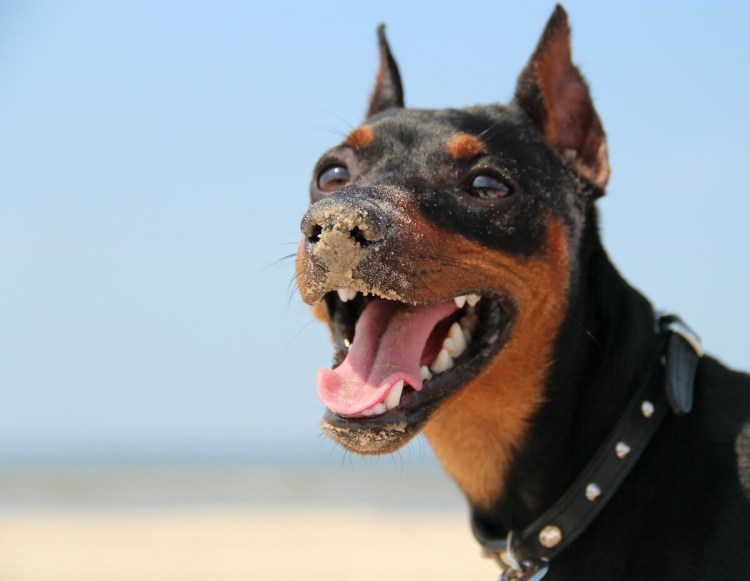 Доберман пинчер Цвергпинчер