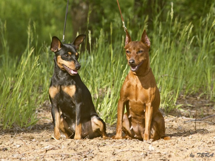 Пинчер терьер карликовый