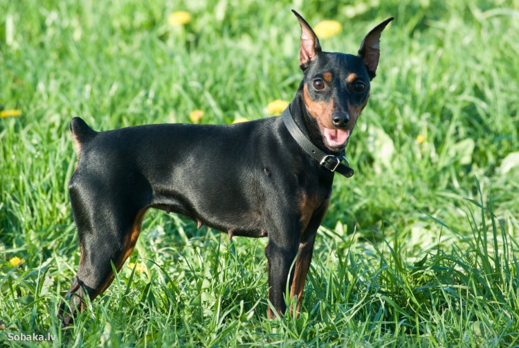 Цвенг пинчер