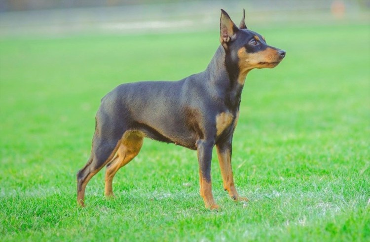 Доберман-пинчер карликовый