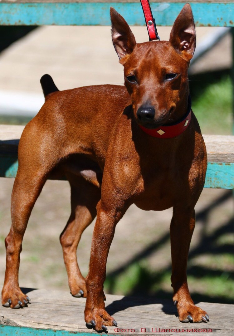 Немецкий карликовый пинчер